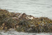   Pair of Otters with a Octopus DM2097