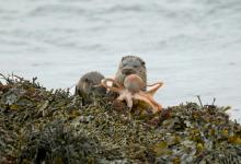  Pair of Otters with a Octopus DM2106