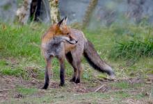 Red Fox 2 DM0249