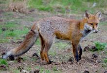 Red Fox 3 DM0255