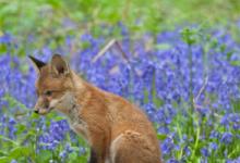 Red Fox Cub 4 DM0260