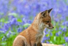 Red Fox Cub 5 DM0263