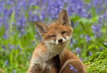 Red Fox Cub 6 DM0266