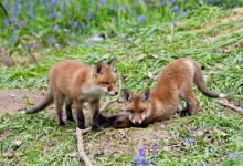 Red Fox Cubs 3 DM0256