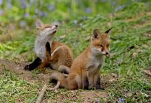 Red Fox Cubs 4 DMO261