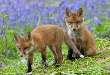 Red Fox Cubs 5 DM0264