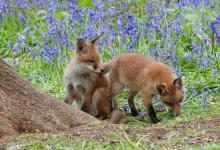 Red Fox Cubs 7 DM0268