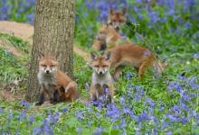 Red Fox Cubs 8 DM0269