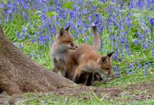 Red Fox Cubs 9 DM0270