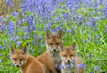 Red Fox Cubs DM0279