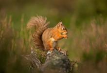 Red Squirrel DM2128