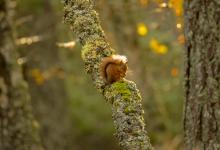 Red Squirrel  DM2129