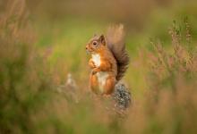 Red Squirrel DM2130