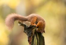 Red Squirrel DM2131