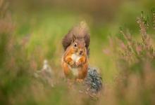 Red Squirrel  DM2138