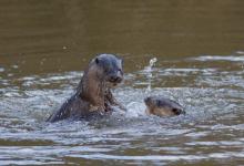 River Otters