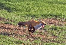 Running Red Fox 3 DM0257