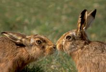 Two  Brown Hares 12 DM0271