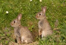 Young Rabbits DM1167