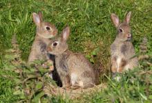 Young Rabbits DM1168