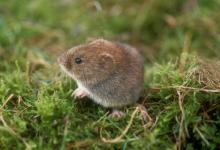 Bank Vole DM0575