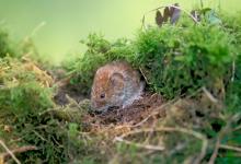 Bank Vole DM0576 