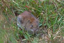 Bank Vole DM0614