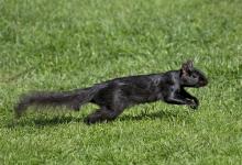 Black  Squirrel 2 DM0344