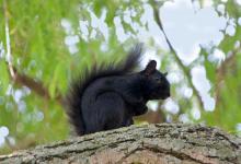 Black  Squirrel 4 DM0347