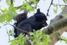 Black  Squirrel 5 DM0346