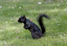 Black  Squirrel DM0348
