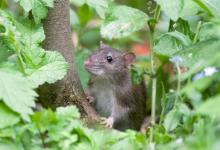 Brown Rat 2 DM0349