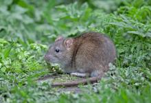 Brown Rat 3 DM0354