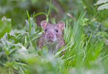 Brown Rat 4 DM0366