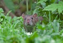 Brown Rat DM0353