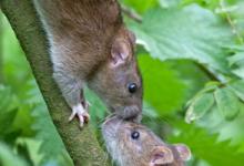 Brown Rats 2 DM0350