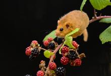 Dormouse 2 DM0355