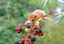 Dormouse DM0357