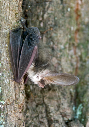 Long-eared Bat DM0594
