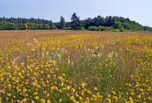 Cranwich Heath Norfolk DM2166