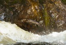 Leaping Salmon DM2109