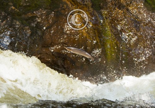 Leaping Salmon DM2109