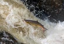 Leaping Salmon DM2125