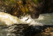 Leaping Sea Trout  DM2112