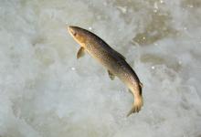 Leaping Sea Trout DM2113