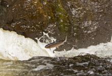 Leaping Sea Trout  DM2126