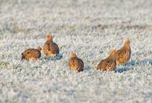 Covey of Grey Partridges in the Frost