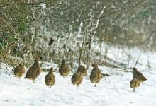 Covey of Grey Partridges in the Snow