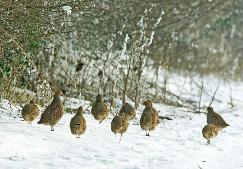 Covey of Grey Partridges in the Snow