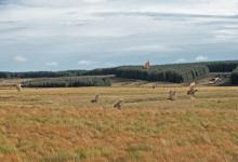 Covey of Grey Partridge in Floight DM2135